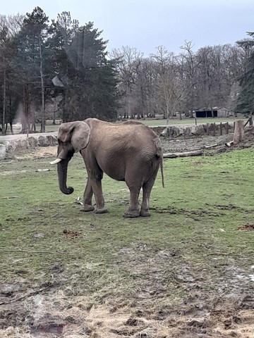 Safari Thoiry janvier 2023