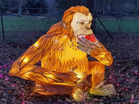 Lumieres Sauvages Thoiry janvier 2023