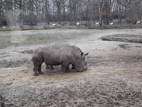 safari Thoiry janvier 2023 safari Thoiry janvier 2023